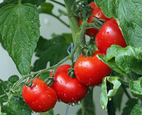 tomatoes-exfan